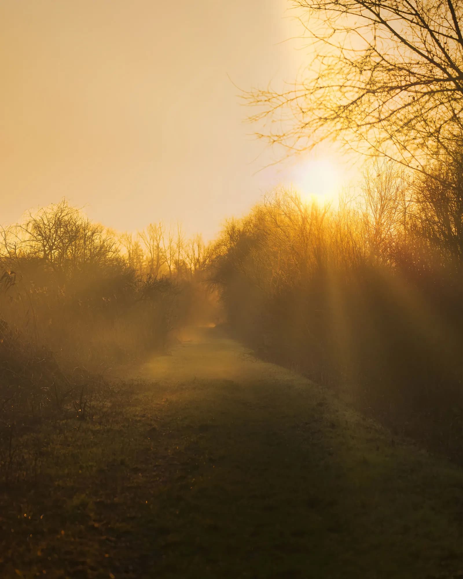 Temporary concept image of morning sun breaking through mist along a tree-lined garden path; not property photography.
