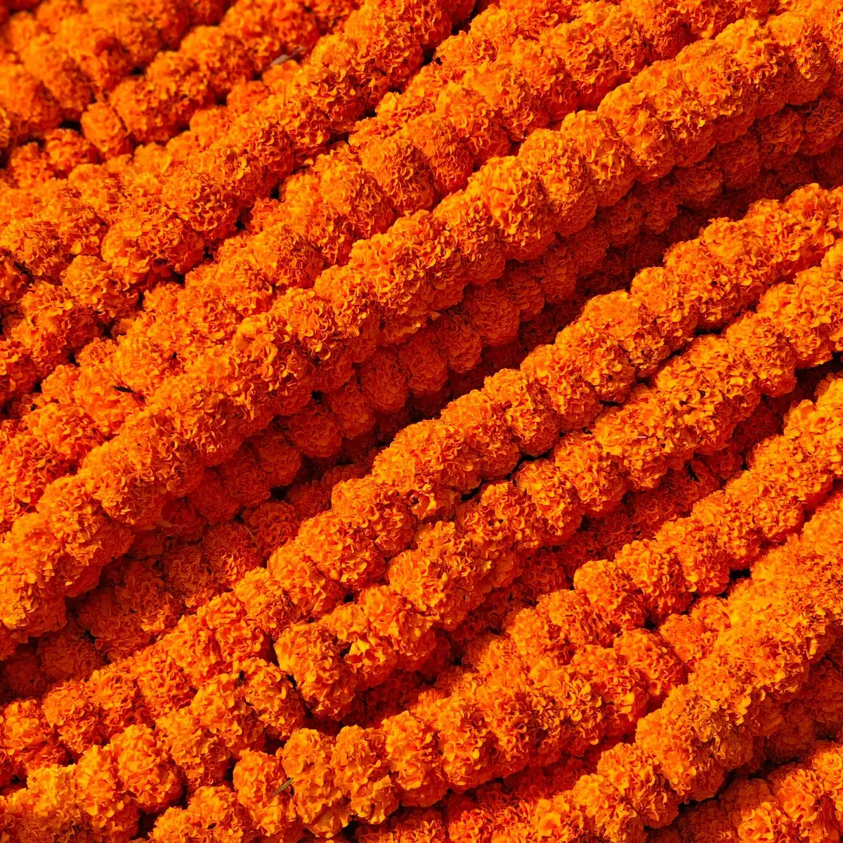 Temporary concept image of close-up of bright marigold garlands ready for celebration décor; not property photography.