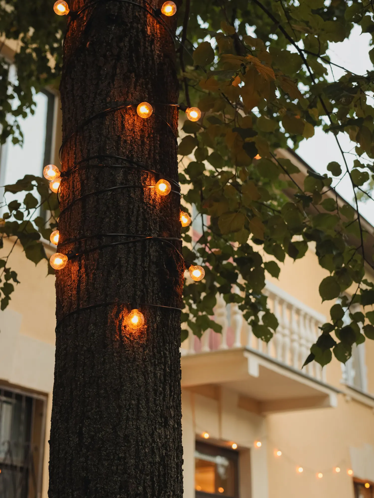 Temporary concept image of warm string lights wrapped around a tree trunk at dusk; not property photography.